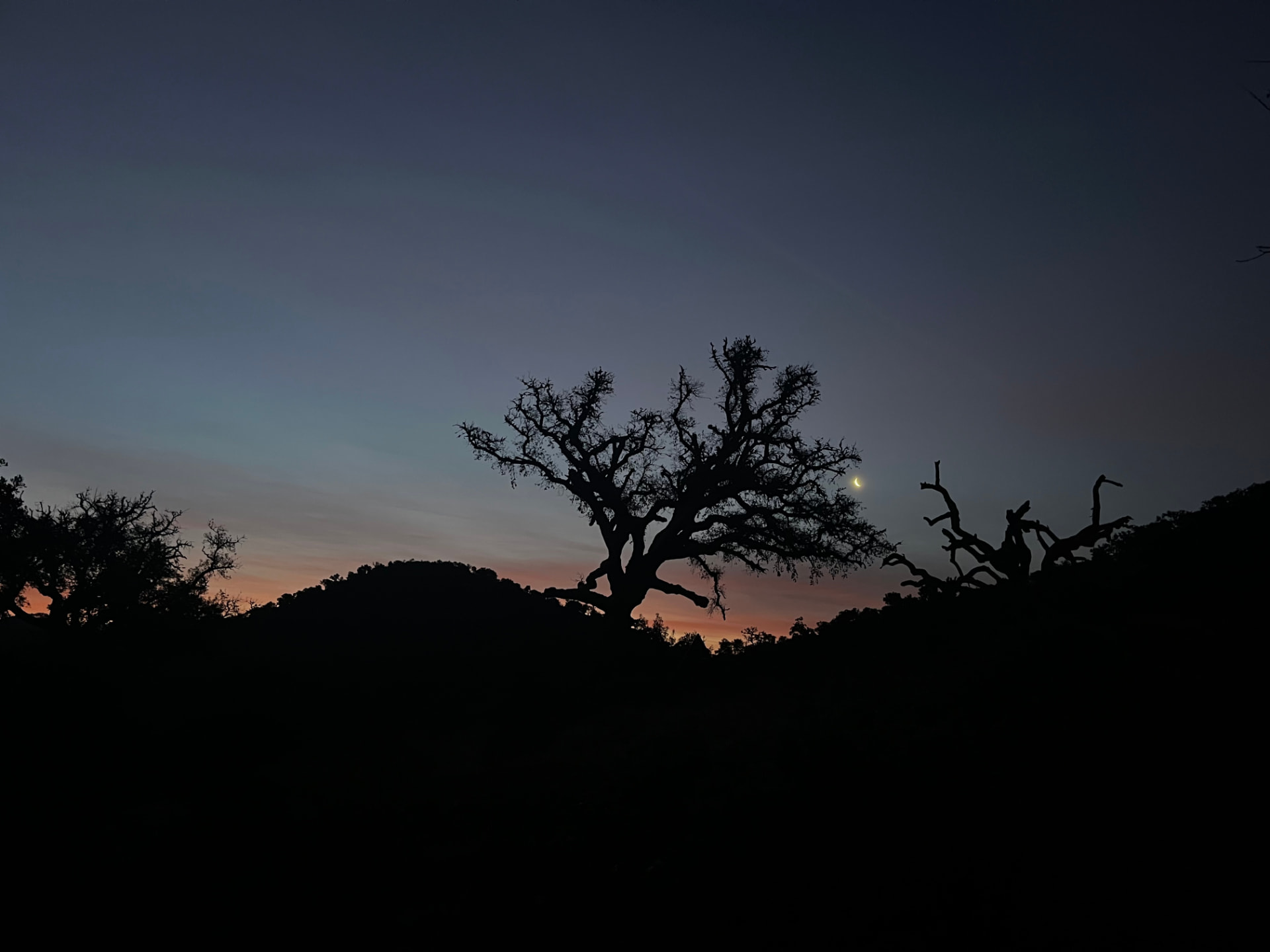 A cork oak silhouetted against a dusk sky with a crescent moon