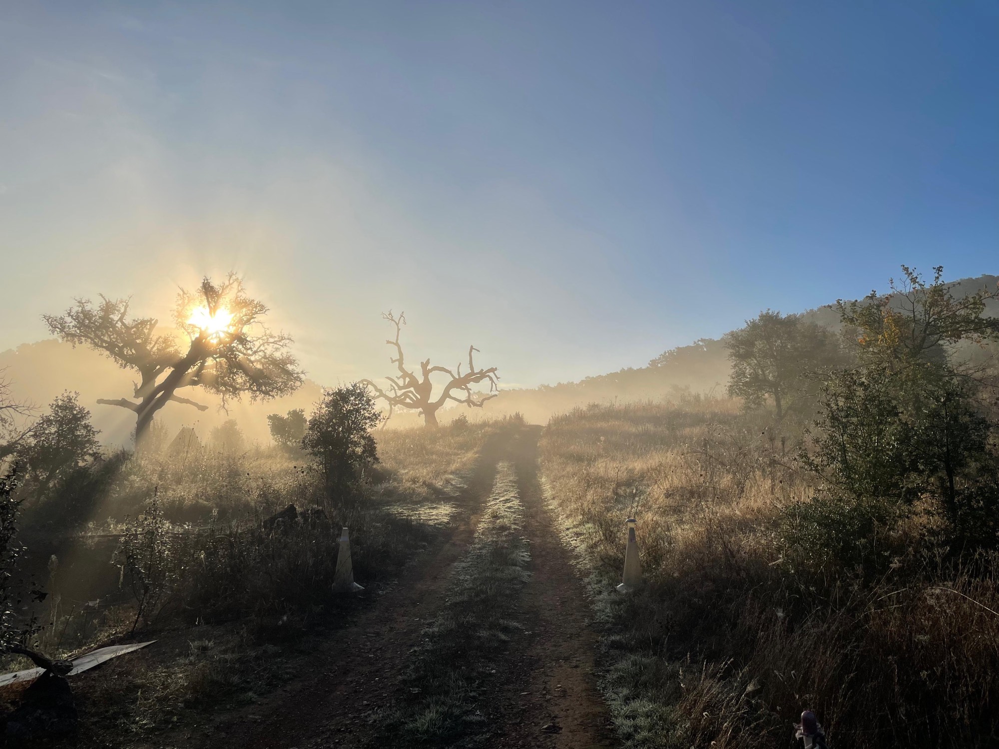 Low sun through the oaks at dawn.