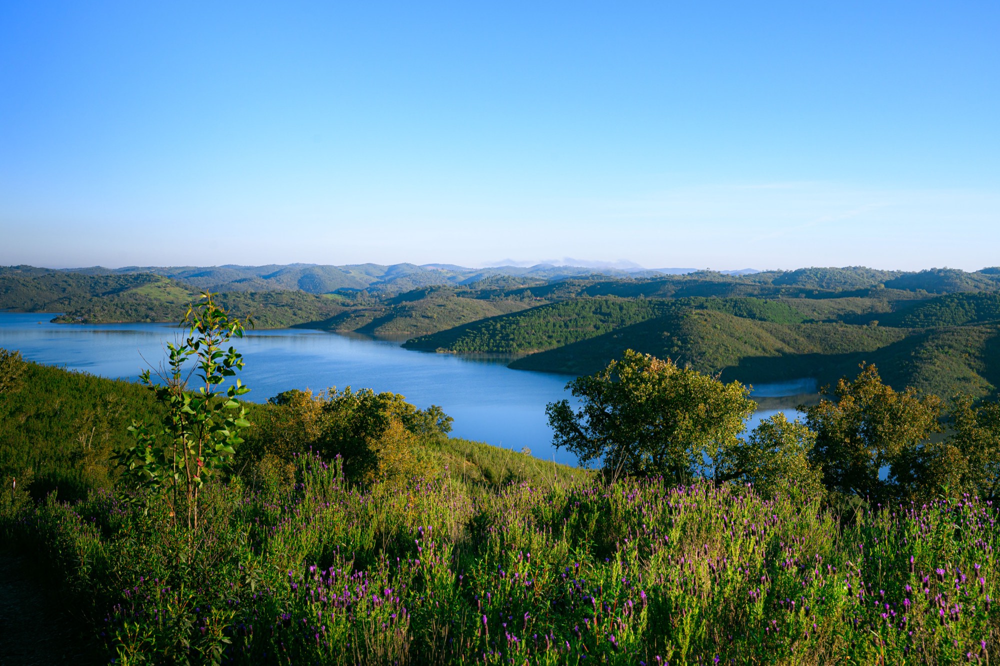Scrub, flowers and the lake beyond.