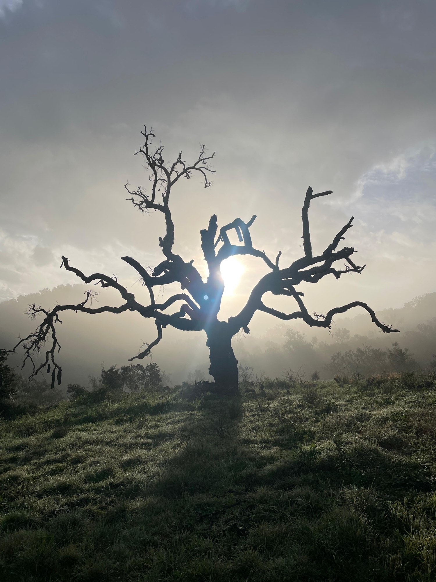 The bare oak, shortly after sunrise.