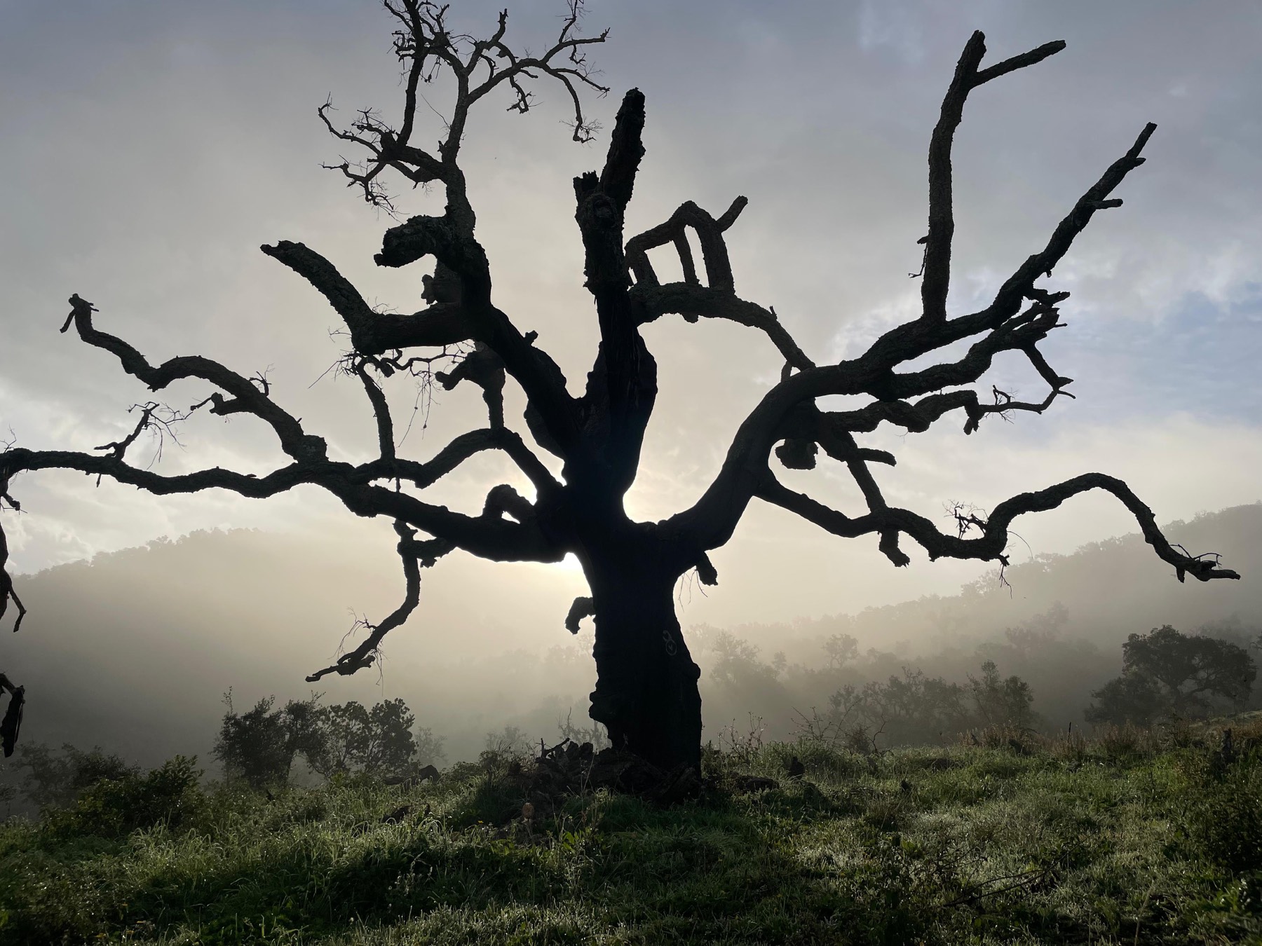 The same oak in heavier mist.