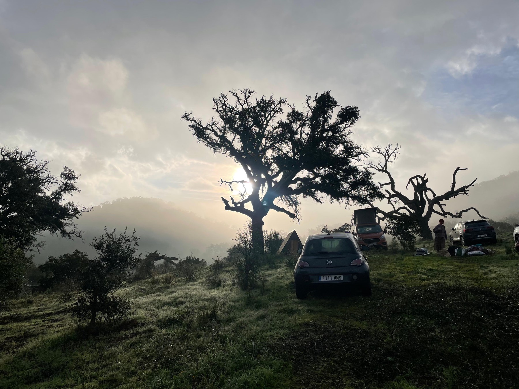 An oak above the parked vehicles at dawn.