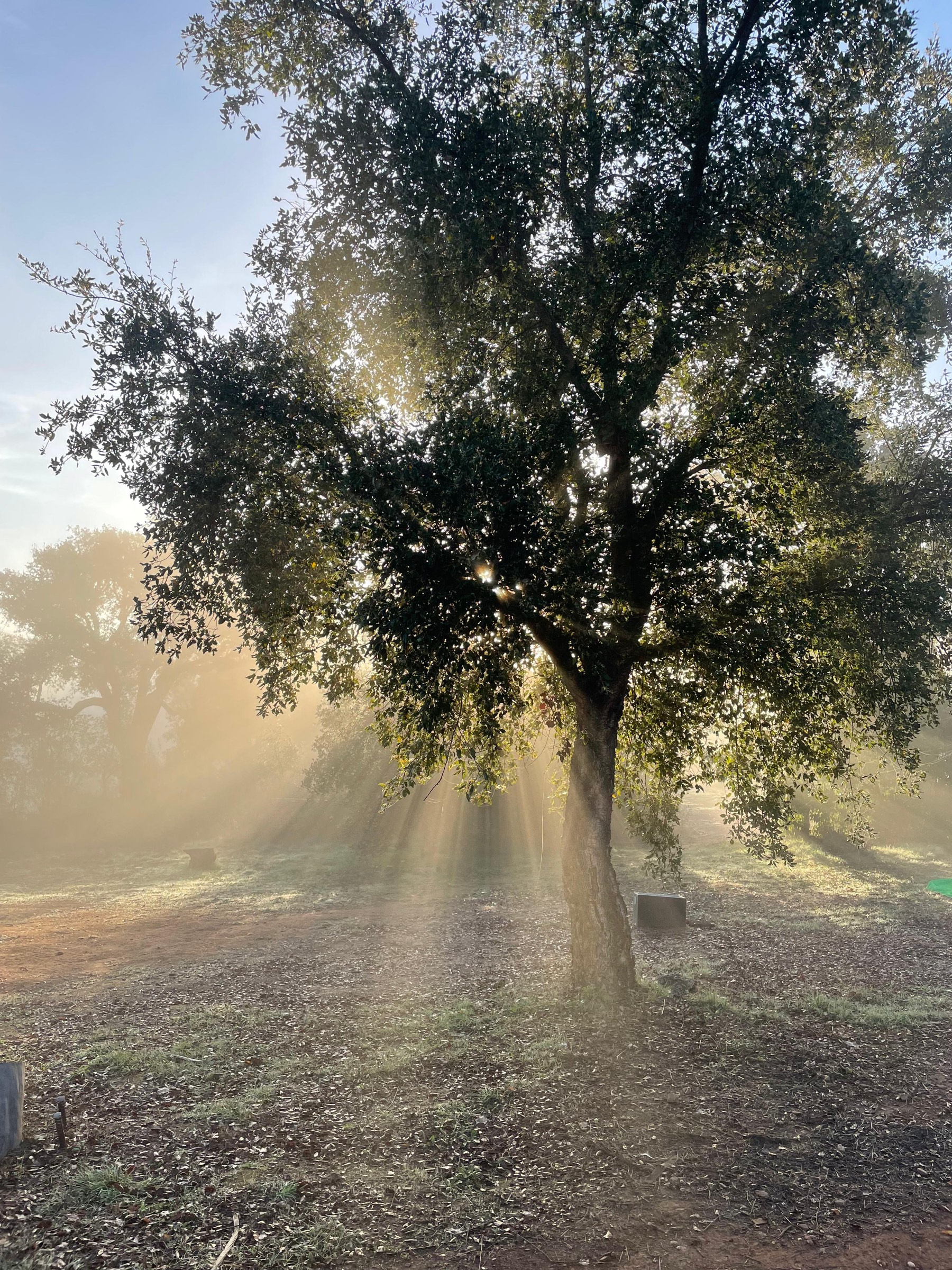 A cork oak with the morning sun behind it.
